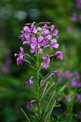 purple flowers on a green lawn