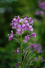Obraz premium purple flowers on a green lawn