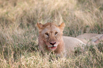 Lions (Panthera leo) lying early morning in Tanzania after a successful hunt.