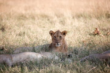 Fototapeta na wymiar Lions (Panthera leo) lying early morning in Tanzania after a successful hunt.