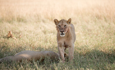 Lions (Panthera leo) lying early morning in Tanzania after a successful hunt.