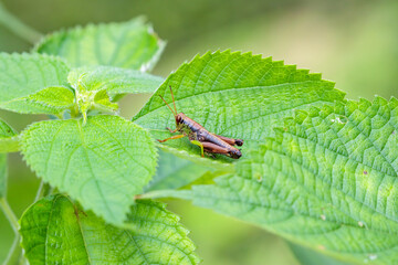 葉の上で休むイナゴ　Locust Rest on leaves