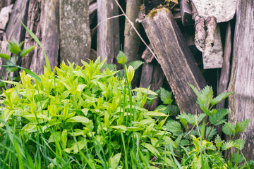 Small flowers in the lawn. Garden grass near a wooden house.