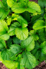 Strawberry plant. The leaves of the strawberries. Wild stawberry bushes. Strawberries in growth at garden.