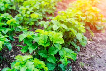 Strawberry plant. The leaves of the strawberries. Wild stawberry bushes. Strawberries in growth at garden.