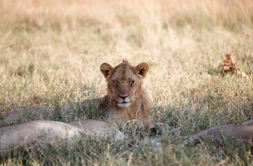Lions lying early morning in Tanzania after a successful hunt.