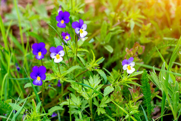 Flowers pansies. Bright flowers of violets in the garden against the backdrop of greenery.