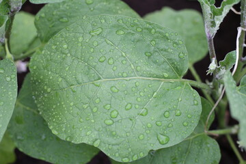 water drops on a green leaf