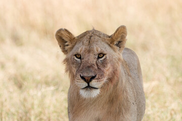 Lions lying early morning in Tanzania after a successful hunt.