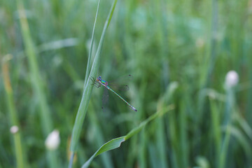 little dragonfly perched on a leaf of grass