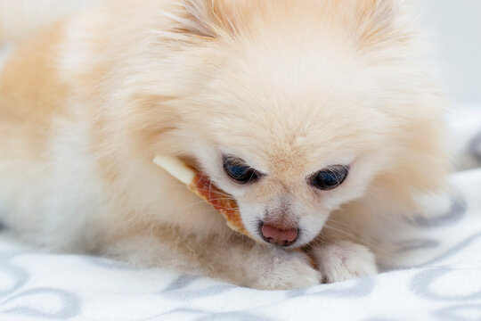 Young pomeranian chewing on a treat. Dog chewing a bone, dog is lying on the couch and eating pet food, indoor, selective focus