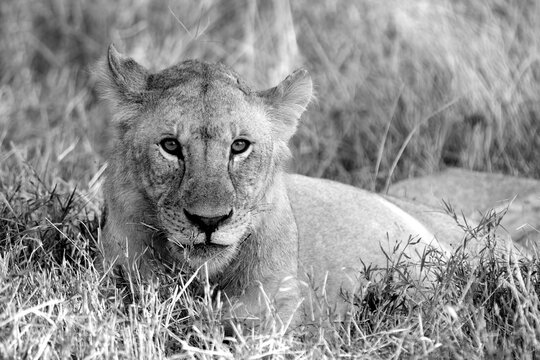 A black and white photo of a lioness looking at the camera.