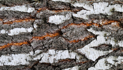 Birch bark as a background
