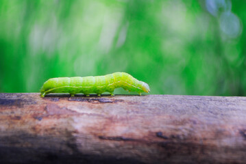 Green caterpillar crawling along the trunk of a lying tree