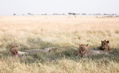 Lions lying early morning in Tanzania after a successful hunt.