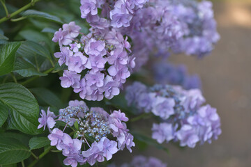 Beautiful Japanese flowers such as bridal bouquets and flower arrangements, hydrangeas