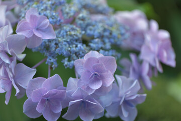 Beautiful Japanese flowers such as bridal bouquets and flower arrangements, hydrangeas