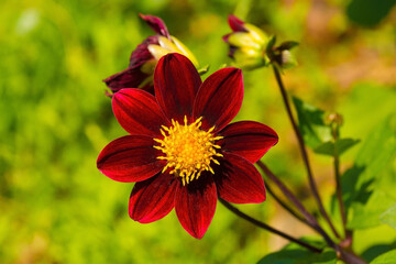 A Bishop Of Auckland Dahlia, commonly called a Single Flowered Dahlia, a perrenial tuber growing in Friuli, Italy
