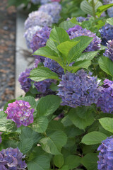 Beautiful Japanese flowers such as bridal bouquets and flower arrangements, hydrangeas