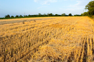 golden wheat field in summer