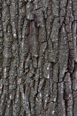 Naklejka premium Tree bark close up. Abstract background. Rough textured surface. Vertical frame