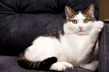 adult cat is lying on the couch