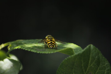 Wasp on leaf