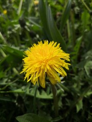 yellow dandelion flower