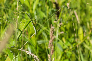 Green grasshopper with long tentacles on a blade of grass in a meadow.