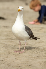 Close up image of a California Gull, looking at the camera, with blurred sandy background at a beach