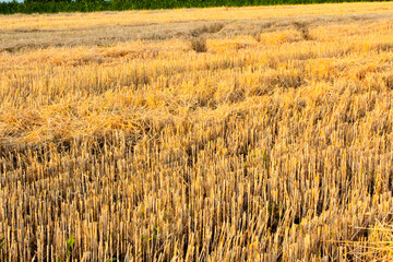 Mowed field of wheat stubble of mowed field