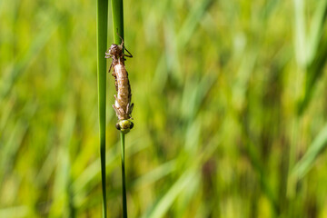 Hatching Dragonfly that is on the stalk and does not have developed wings. The background is blurred and has a nice bokeh.