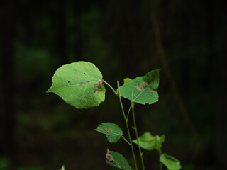 green leaves from a tree bottom view