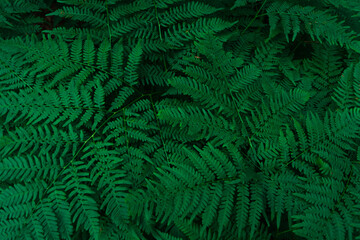 a fern in a dark forest. background of the fern. space for text