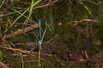 The blue dragonfly steams on the water surface.