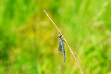 The dragonfly on a blade of dry grass has retracted wings. The background is blurred by the photo technique and has a nice bokeh.