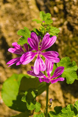 A Common Mallow flower, a biennial or perennial herb, also known as Malva sylvestris, Blue Mallow, Round Dock, Country-mallow, High Mallow, Wild Mallow, Tall Mallow and Wood mallow. Growing in Friuli,