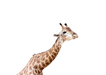 Young giraffe eating grass isolated on white background , clipping path