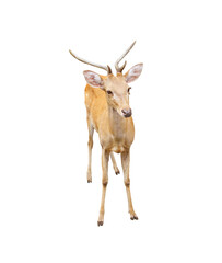 Small deer with antler standing isolated on white background , clipping path