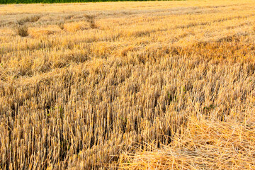 Mowed field of wheat stubble of mowed field