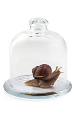 Garden snail (Helix aspersa) under the glass bell jar, isolated on white background. Teamwork concept