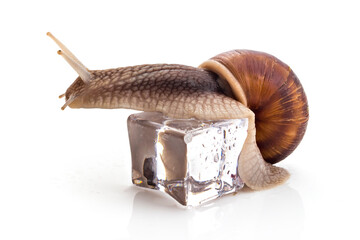 Garden snail (Helix aspersa) on ice cube, isolated on white background. Teamwork concept - 362497913
