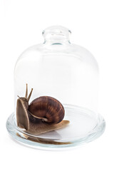 Garden snail (Helix aspersa) under the glass bell jar, isolated on white background. Teamwork concept - 362497915