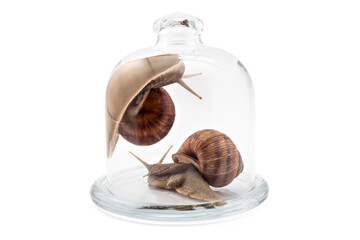 Two garden snails (Helix aspersa) under the glass bell jar, isolated on white background. Teamwork concept - 362497928