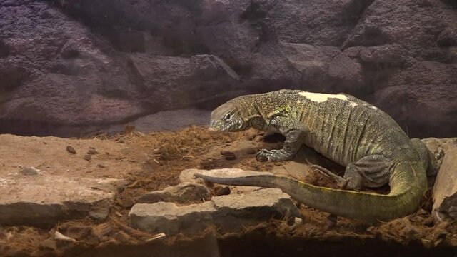 Lacerta lepida or Timon lepidus. Species of reptiles.