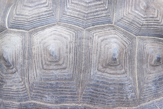 Texture of giant turtle or testudinidae reptile skin natural old patterns background