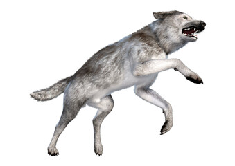 3D Rendering Gray Wolf on White