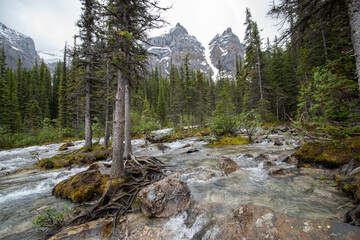 A beautiful creek near the ten peaks. Moraine lake AB Canada
