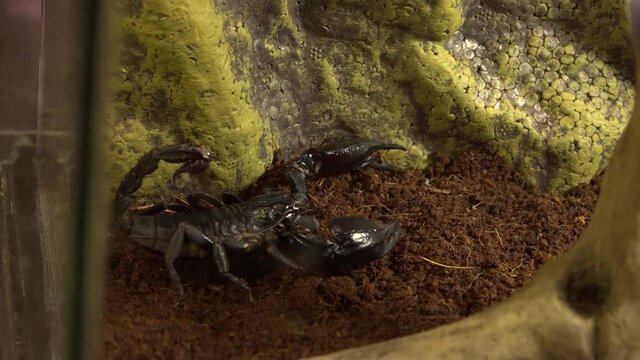 black scorpion in the zoo. Class: Arachnids. Type: Arthropods. dangerous animals.