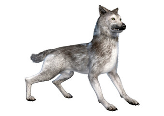 3D Rendering Gray Wolf on White